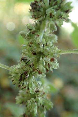 Parietaria officinalis \ Aufrechtes Glaskraut / Common Pellitory-of-the-Wall, D Hemsbach 25.10.2017