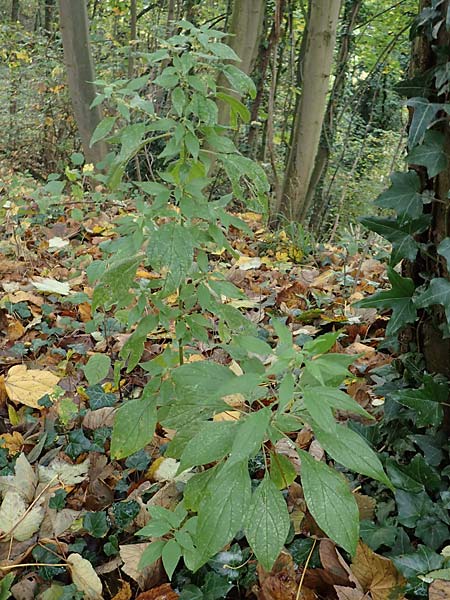Parietaria officinalis \ Aufrechtes Glaskraut / Common Pellitory-of-the-Wall, D Hemsbach 25.10.2017
