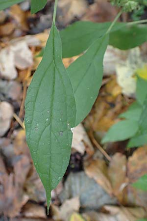 Parietaria officinalis \ Aufrechtes Glaskraut / Common Pellitory-of-the-Wall, D Hemsbach 25.10.2017