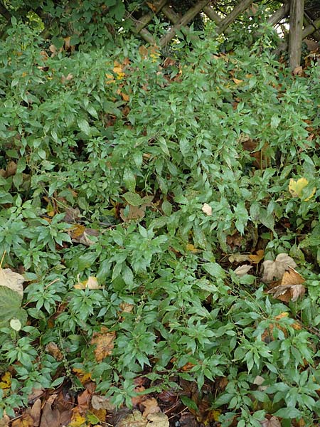 Parietaria officinalis \ Aufrechtes Glaskraut / Common Pellitory-of-the-Wall, D Hemsbach 25.10.2017