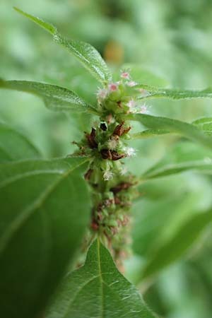 Parietaria officinalis \ Aufrechtes Glaskraut / Common Pellitory-of-the-Wall, D Hemsbach 25.10.2017