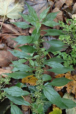 Parietaria officinalis \ Aufrechtes Glaskraut / Common Pellitory-of-the-Wall, D Hemsbach 25.10.2017