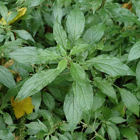 Parietaria officinalis \ Aufrechtes Glaskraut / Common Pellitory-of-the-Wall, D Hemsbach 25.10.2017