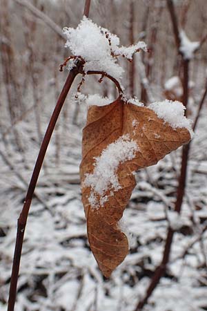 Fallopia x bohemica \ Hybrid-Stauden-Kn�terich / Hybrid Knodweed, D Mannheim 3.12.2017