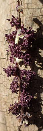 Populus nigra ? \ Schwarz-Pappel / Black Poplar, D Bensheim 7.4.2018