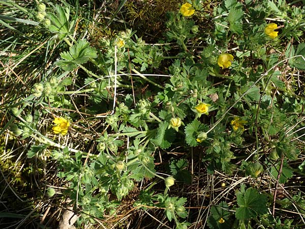 Potentilla incana \ Sand-Fingerkraut / Sand Cinquefoil, D Seeheim an der Bergstra&szlig;e 16.4.2018