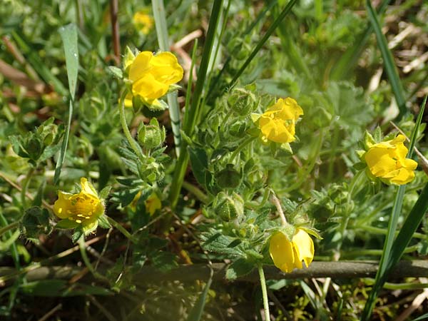 Potentilla incana \ Sand-Fingerkraut / Sand Cinquefoil, D Seeheim an der Bergstra&szlig;e 16.4.2018