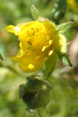 Potentilla incana \ Sand-Fingerkraut / Sand Cinquefoil, D Seeheim an der Bergstra&szlig;e 16.4.2018