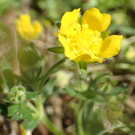 Potentilla incana \ Sand-Fingerkraut / Sand Cinquefoil, D Seeheim an der Bergstra&szlig;e 16.4.2018