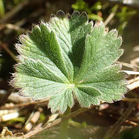 Potentilla incana \ Sand-Fingerkraut / Sand Cinquefoil, D Seeheim an der Bergstra&szlig;e 16.4.2018