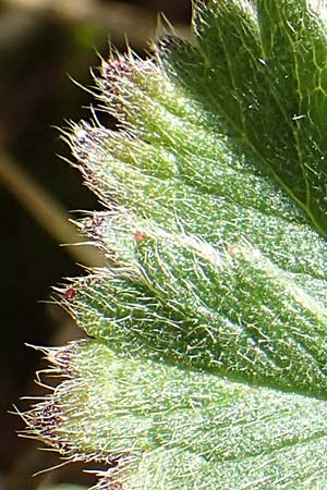 Potentilla incana \ Sand-Fingerkraut / Sand Cinquefoil, D Seeheim an der Bergstra&szlig;e 16.4.2018