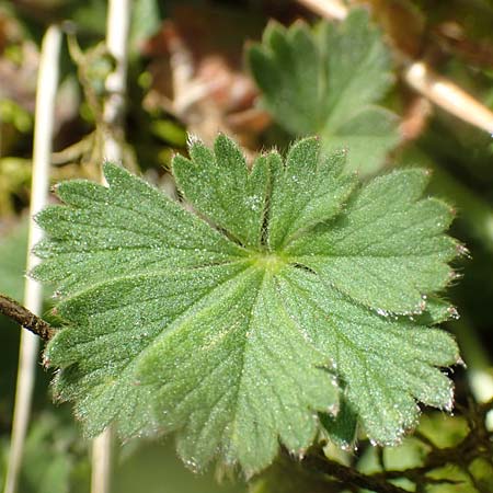 Potentilla incana \ Sand-Fingerkraut / Sand Cinquefoil, D Seeheim an der Bergstra&szlig;e 16.4.2018