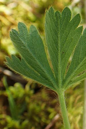 Potentilla incana \ Sand-Fingerkraut / Sand Cinquefoil, D Seeheim an der Bergstra&szlig;e 16.4.2018
