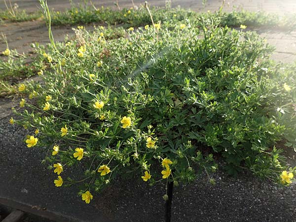 Potentilla collina s.l. \ H&uuml;gel-Fingerkraut / Palmleaf Cinquefoil, D Mannheim 29.4.2018