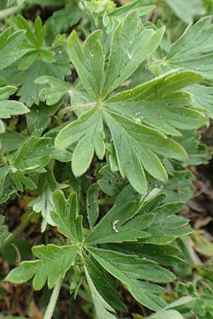 Potentilla collina s.l. \ H&uuml;gel-Fingerkraut / Palmleaf Cinquefoil, D Mannheim 29.4.2018
