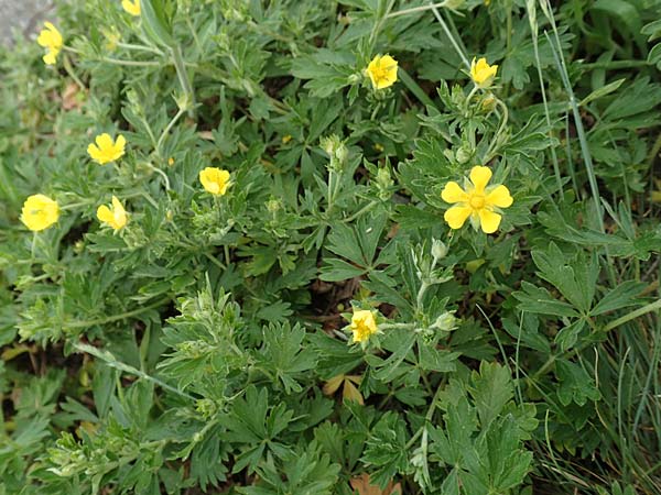 Potentilla collina s.l. \ H&uuml;gel-Fingerkraut / Palmleaf Cinquefoil, D Mannheim 29.4.2018