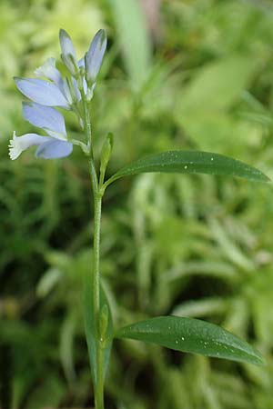 Polygala vulgaris \ Gew�hnliche Kreuzblume, Gew�hnliches Kreuzbl�mchen / Common Milkwort, D Olfen 27.5.2018