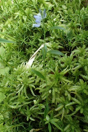 Polygala vulgaris \ Gew�hnliche Kreuzblume, Gew�hnliches Kreuzbl�mchen / Common Milkwort, D Olfen 27.5.2018