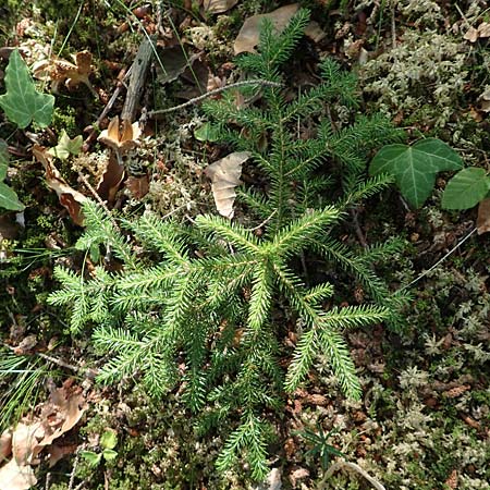 Picea omorika \ Serbische Fichte, Omorika-Fichte / Serbian Spruce, D Bonn 9.7.2018