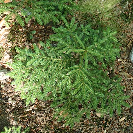Picea omorika \ Serbische Fichte, Omorika-Fichte / Serbian Spruce, D Bonn 9.7.2018