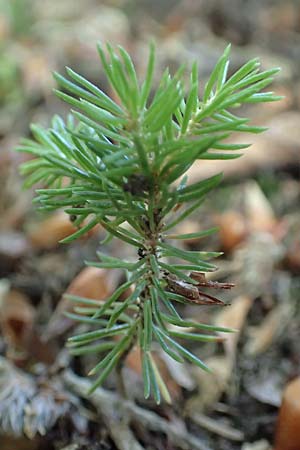 Picea omorika, Serbische Fichte, Omorika-Fichte