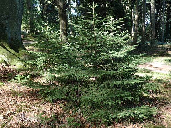 Picea omorika \ Serbische Fichte, Omorika-Fichte / Serbian Spruce, D Bonn 9.7.2018