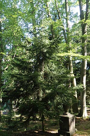 Picea omorika \ Serbische Fichte, Omorika-Fichte / Serbian Spruce, D Bonn 9.7.2018