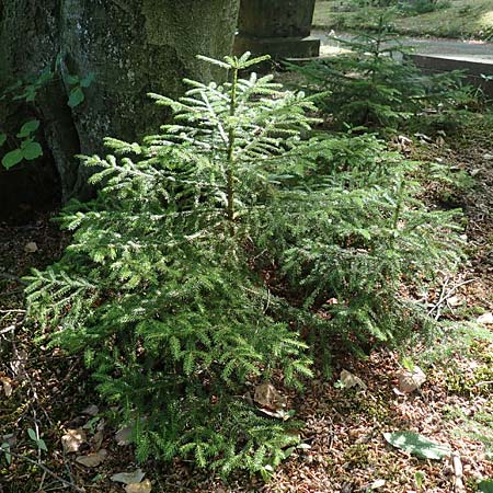 Picea omorika \ Serbische Fichte, Omorika-Fichte / Serbian Spruce, D Bonn 9.7.2018