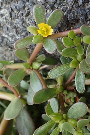 Portulaca oleracea agg. / Common Purslane, D Bochum 23.8.2018