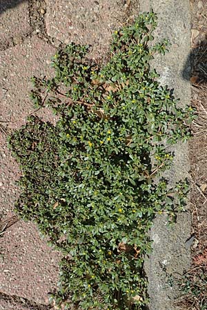 Portulaca oleracea agg. / Common Purslane, D Bochum 23.8.2018