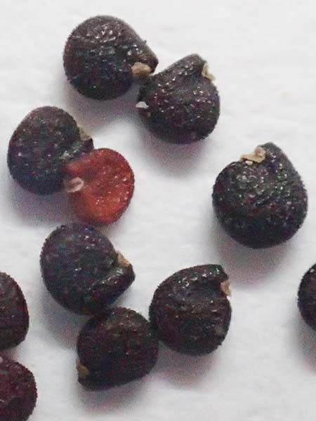 Portulaca papillatostellulata \ Papillenfr&uuml;chtiger Portulak / Papilla-Fruited Purslane, D Stuttgart 2.9.2018