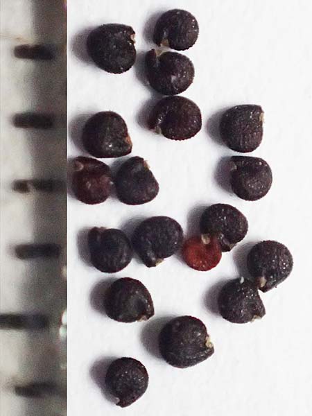 Portulaca papillatostellulata \ Papillenfr&uuml;chtiger Portulak / Papilla-Fruited Purslane, D Stuttgart 2.9.2018