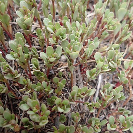 Portulaca oleracea s.str. \ Glattfr&uuml;chtiger Portulak / Smooth-Fruited Purslane, D Mannheim 2.9.2018