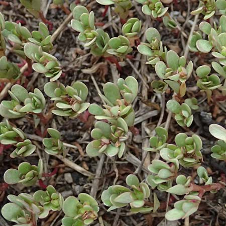 Portulaca oleracea s.str. \ Glattfr&uuml;chtiger Portulak / Smooth-Fruited Purslane, D Mannheim 2.9.2018
