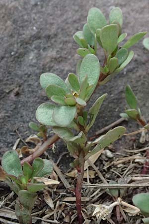 Portulaca oleracea s.str. \ Glattfr&uuml;chtiger Portulak / Smooth-Fruited Purslane, D Mannheim 2.9.2018