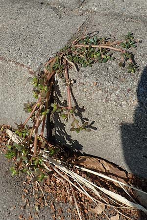 Portulaca papillatostellulata \ Papillenfr&uuml;chtiger Portulak / Papilla-Fruited Purslane, D Mannheim 19.9.2018