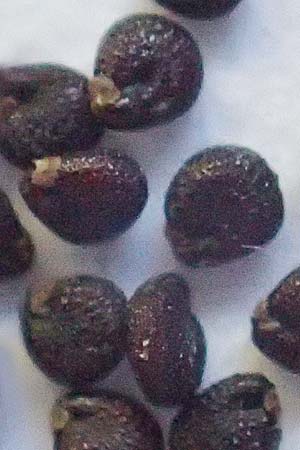 Portulaca papillatostellulata \ Papillenfr&uuml;chtiger Portulak / Papilla-Fruited Purslane, D Mannheim 20.9.2018