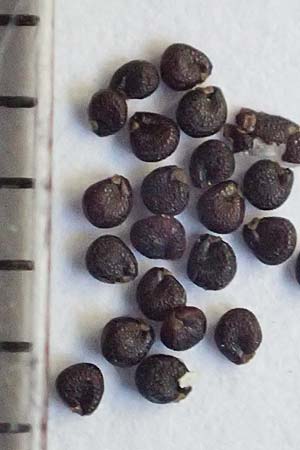 Portulaca papillatostellulata \ Papillenfr&uuml;chtiger Portulak / Papilla-Fruited Purslane, D Mannheim 20.9.2018