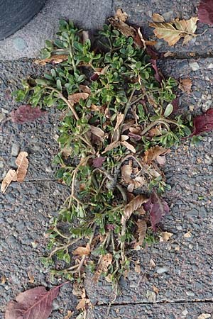Portulaca papillatostellulata \ Papillenfr&uuml;chtiger Portulak / Papilla-Fruited Purslane, D Frankfurt-Alt Praunheim 8.10.2018