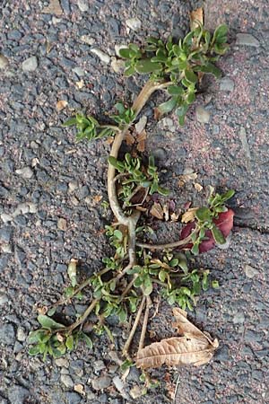 Portulaca papillatostellulata \ Papillenfr&uuml;chtiger Portulak / Papilla-Fruited Purslane, D Frankfurt-Alt Praunheim 8.10.2018