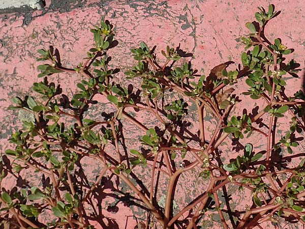 Portulaca papillatostellulata \ Papillenfr&uuml;chtiger Portulak / Papilla-Fruited Purslane, D Mainz 10.10.2018