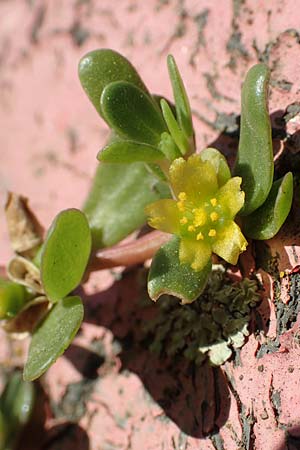 Portulaca papillatostellulata \ Papillenfr&uuml;chtiger Portulak / Papilla-Fruited Purslane, D Mainz 10.10.2018