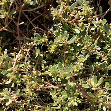 Portulaca papillatostellulata \ Papillenfr&uuml;chtiger Portulak / Papilla-Fruited Purslane, D Maxdorf 18.10.2018