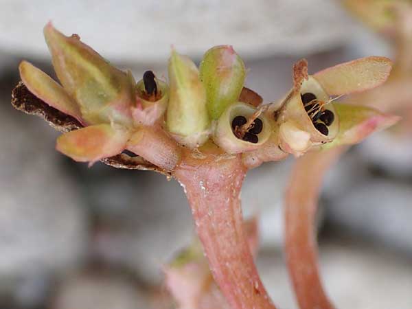 Portulaca papillatostellulata \ Papillenfr&uuml;chtiger Portulak / Papilla-Fruited Purslane, D Pfalz, Speyer 19.10.2018