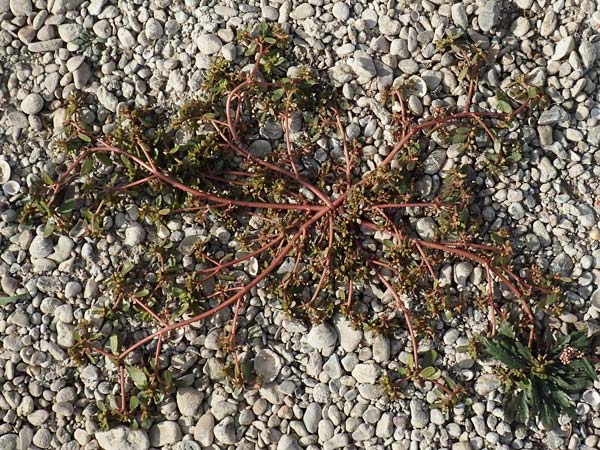 Portulaca papillatostellulata \ Papillenfr&uuml;chtiger Portulak / Papilla-Fruited Purslane, D Biblis 20.10.2018