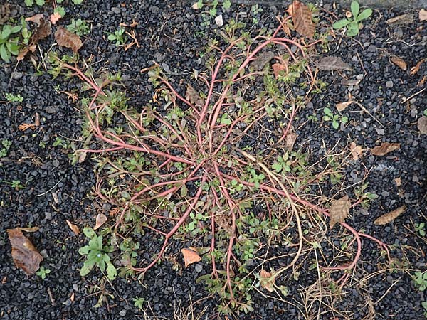 Portulaca papillatostellulata \ Papillenfr&uuml;chtiger Portulak / Papilla-Fruited Purslane, D Sankt Augustin 22.10.2018