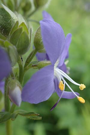 Polemonium caeruleum \ Blaue Himmelsleiter, Sperrkraut / Jacob's Ladder, Greek Valerian, D Sundern 14.6.2019