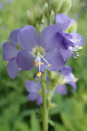 Polemonium caeruleum \ Blaue Himmelsleiter, Sperrkraut / Jacob's Ladder, Greek Valerian, D Sundern 14.6.2019