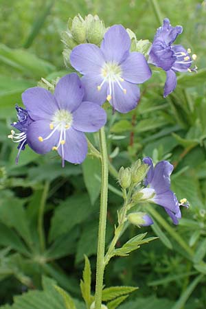 Polemonium caeruleum \ Blaue Himmelsleiter, Sperrkraut / Jacob's Ladder, Greek Valerian, D Sundern 14.6.2019