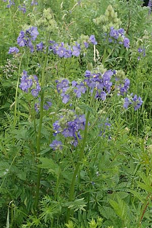 Polemonium caeruleum \ Blaue Himmelsleiter, Sperrkraut / Jacob's Ladder, Greek Valerian, D Sundern 14.6.2019